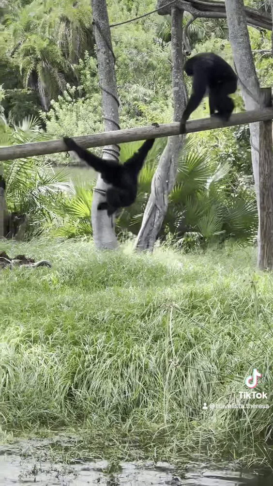 Palm Beach Zoo & Conservation Society