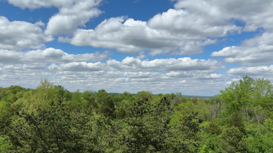 Tree Tower