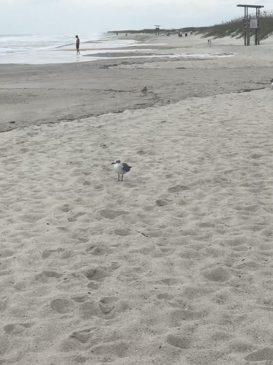 Kure Beach - Private Beach Access