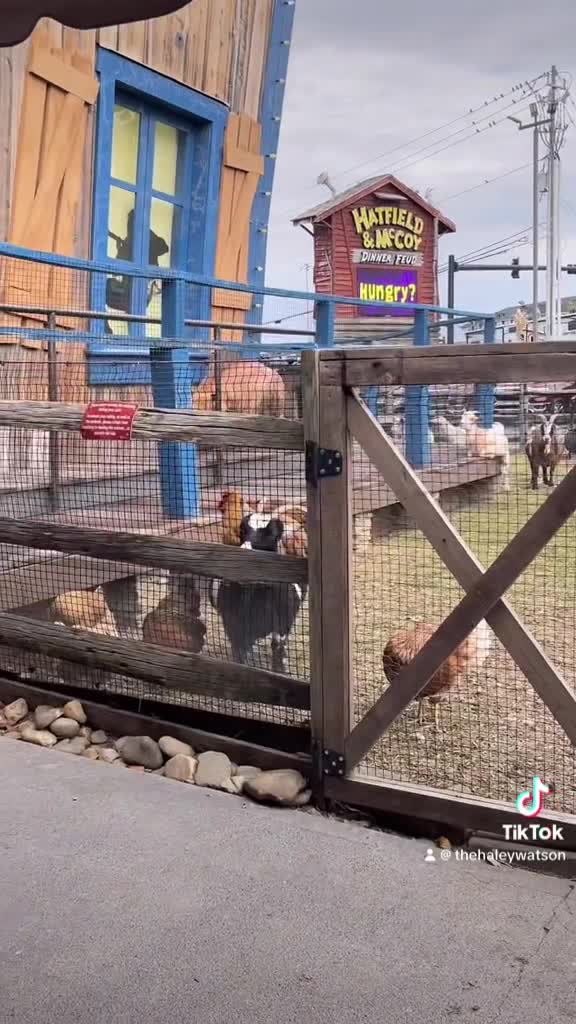 Hatfield & McCoy Dinner Show