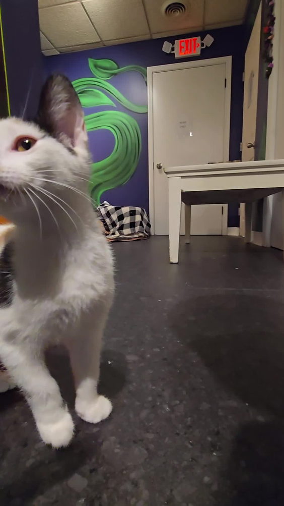 Whisker Wonderland