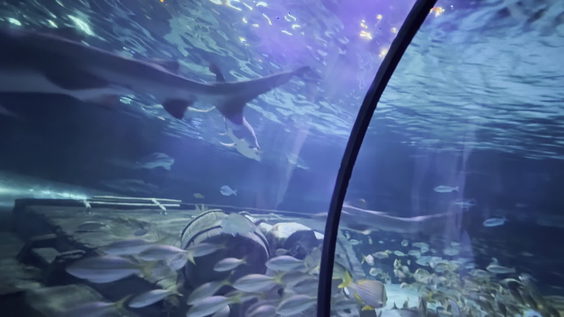 Ripley's Aquarium of Myrtle Beach