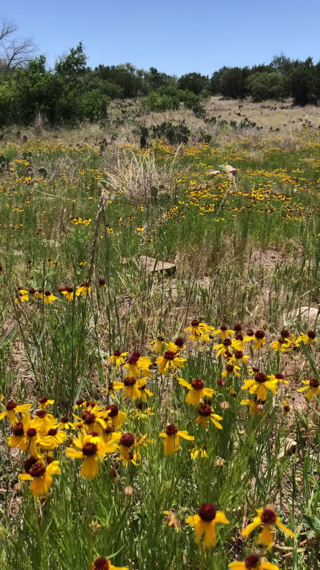 Colorado Bend State Park