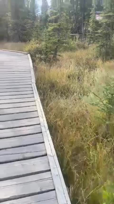 Bow River Loop Trail