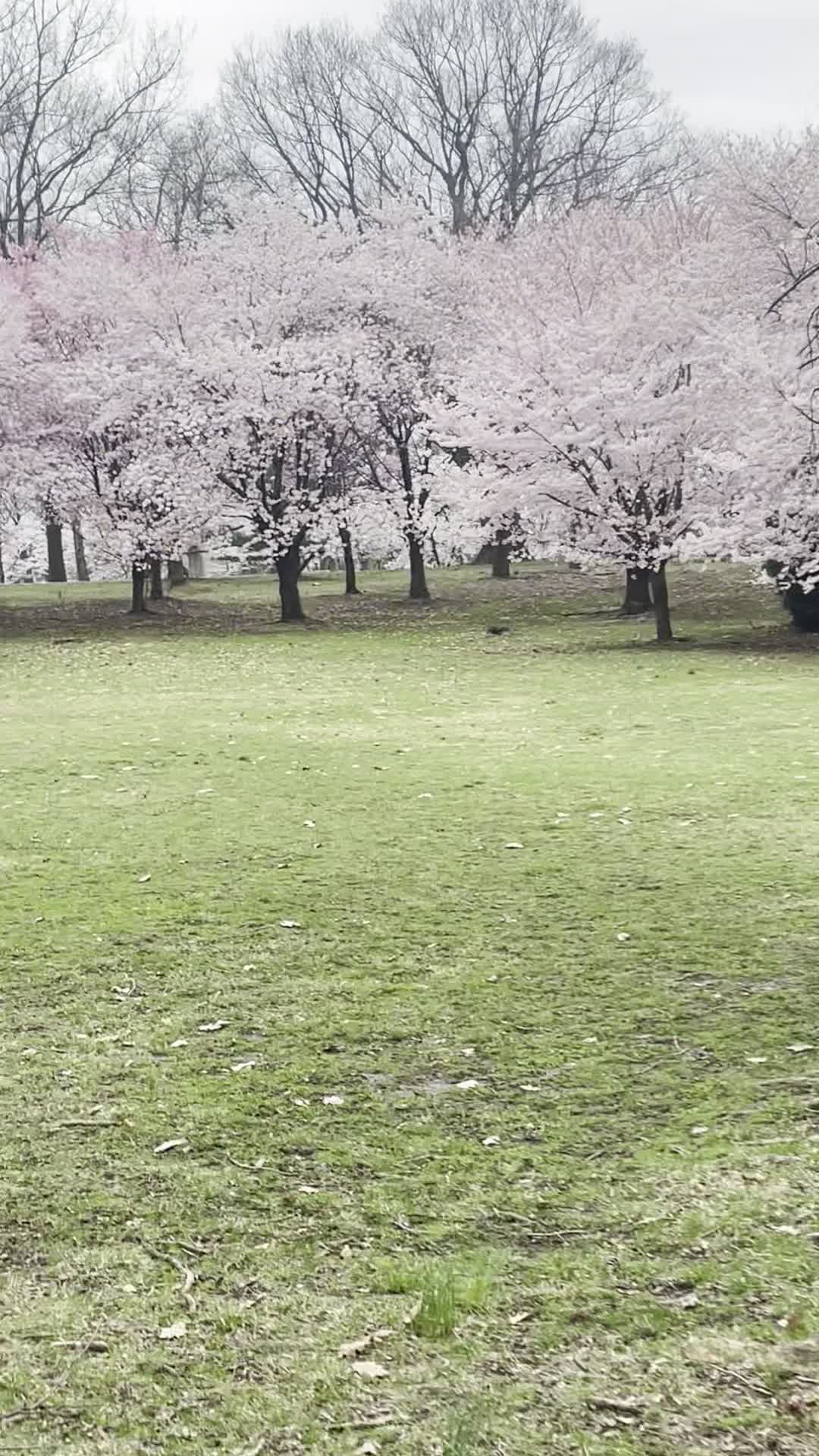 Branch Brook Park
