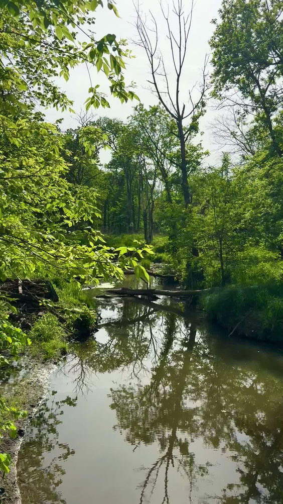 Schubert's Woods