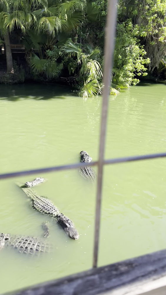 Gator Pit