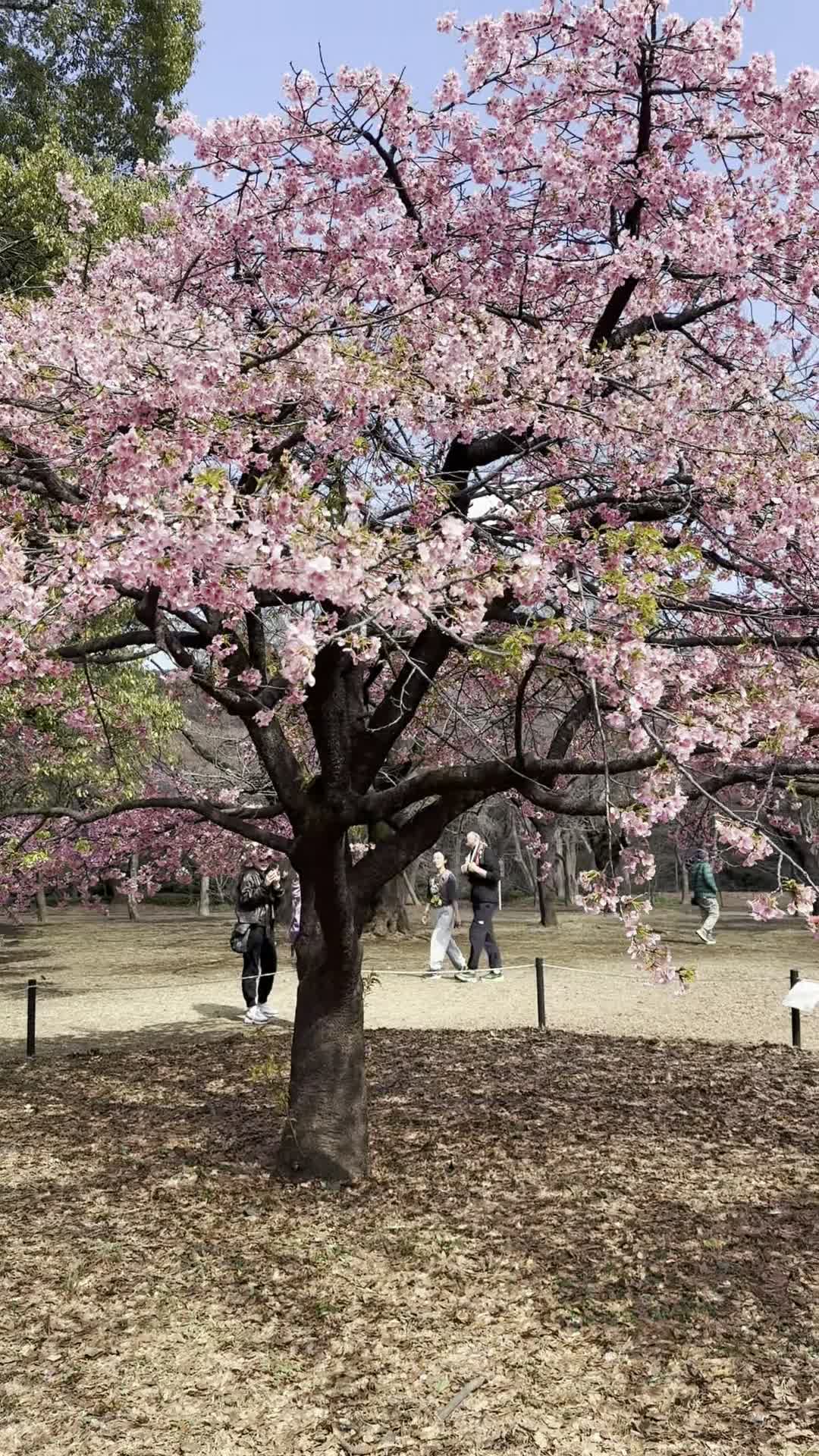 Asakusa, Taito, Tokyo
