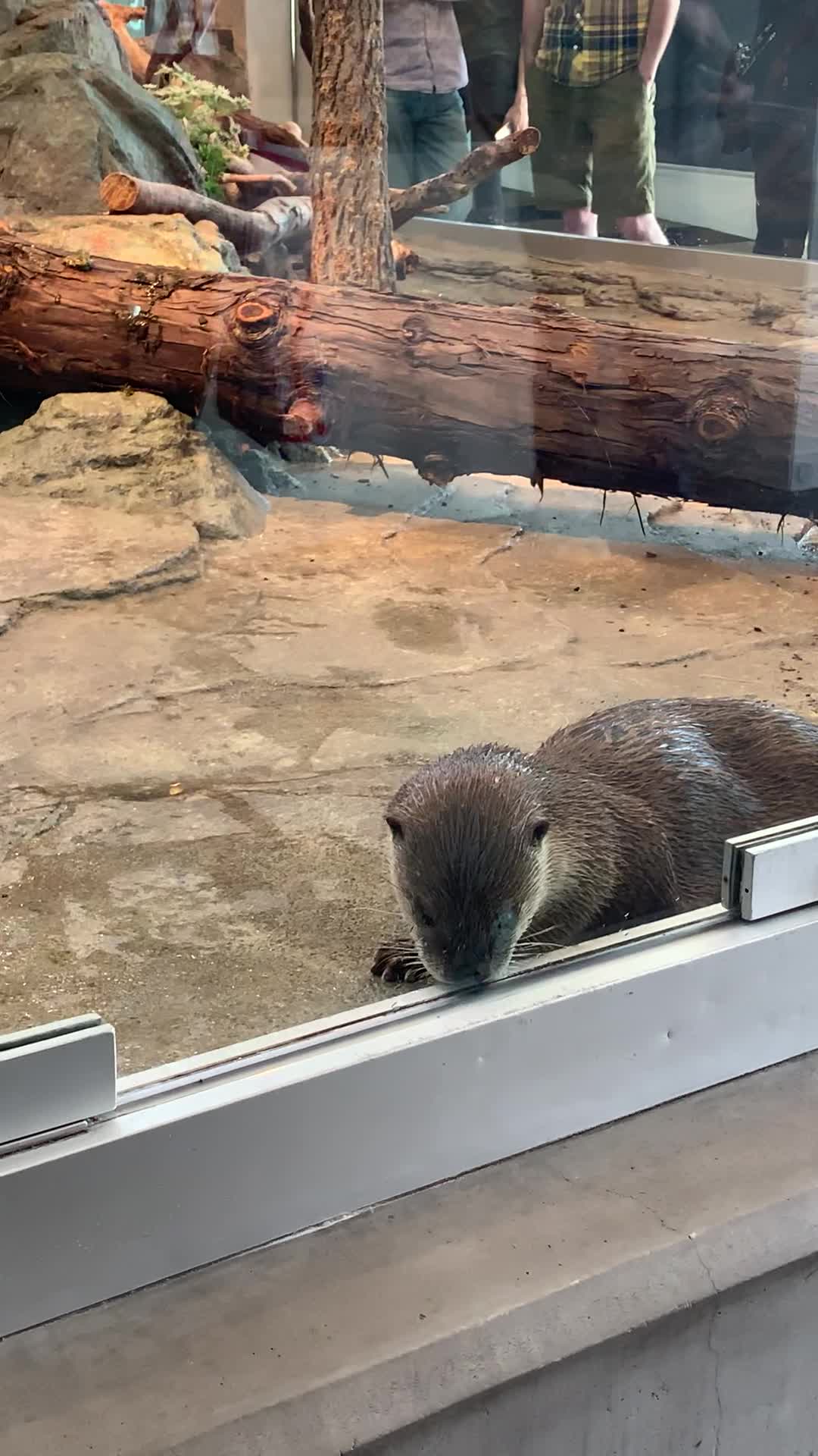 Video review of Aquarium of the Bay
