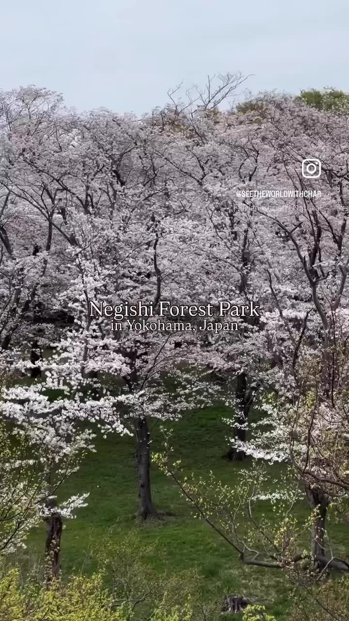 Negishi forest park