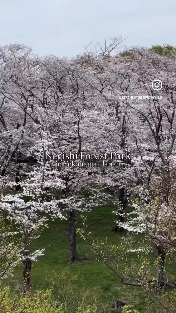 Negishi forest park
