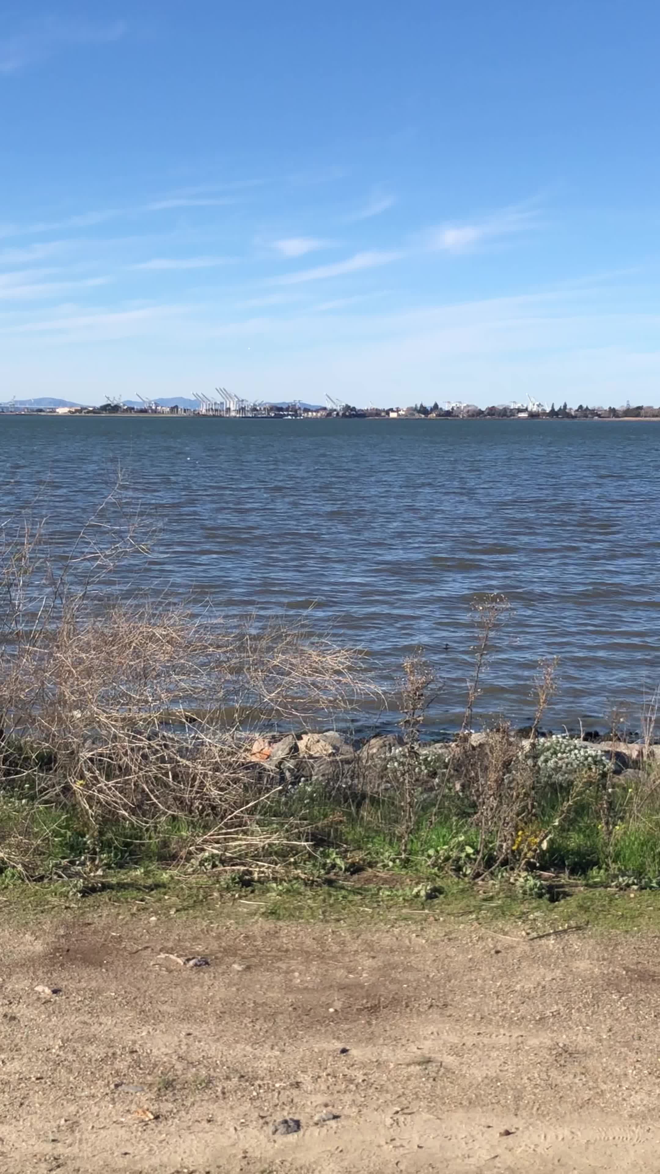 Shoreline Park