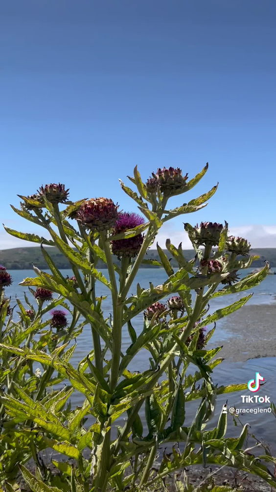 Hog Island Oyster Farm