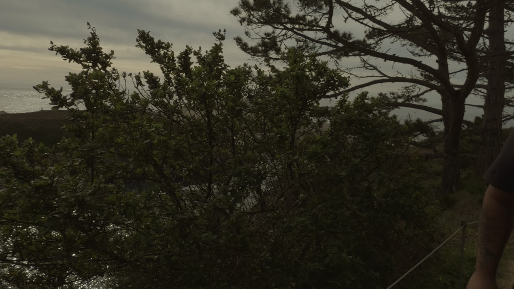 Video review of Point Lobos State Reserve