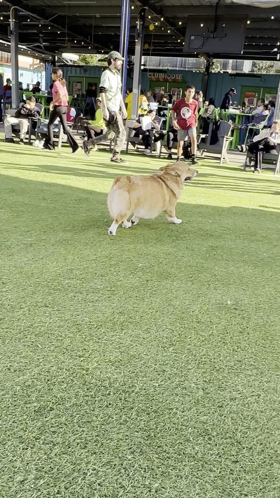 Bark Social