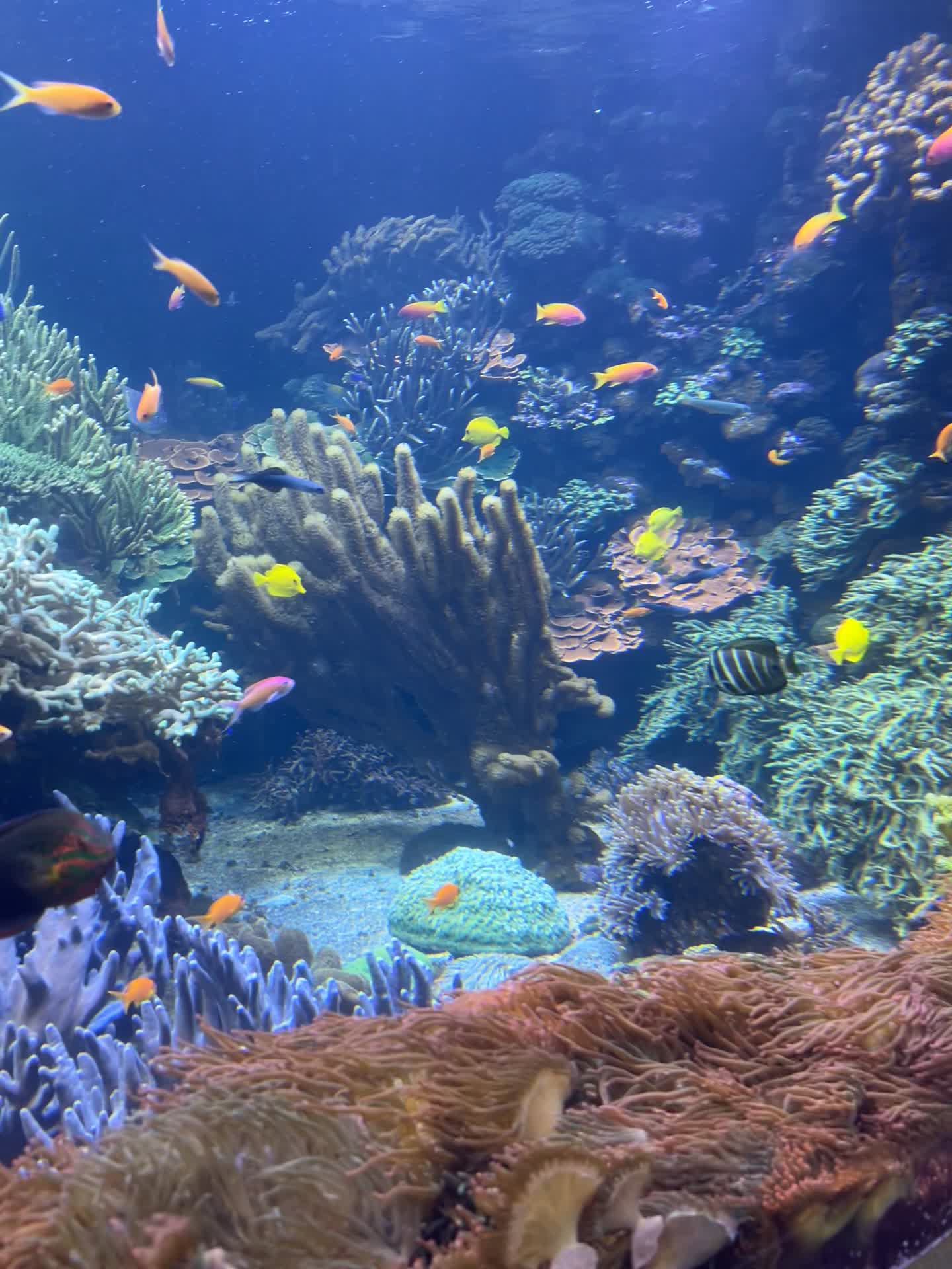 Video review of Long Island Aquarium & Exhibition Center (Atlantis Marine World)