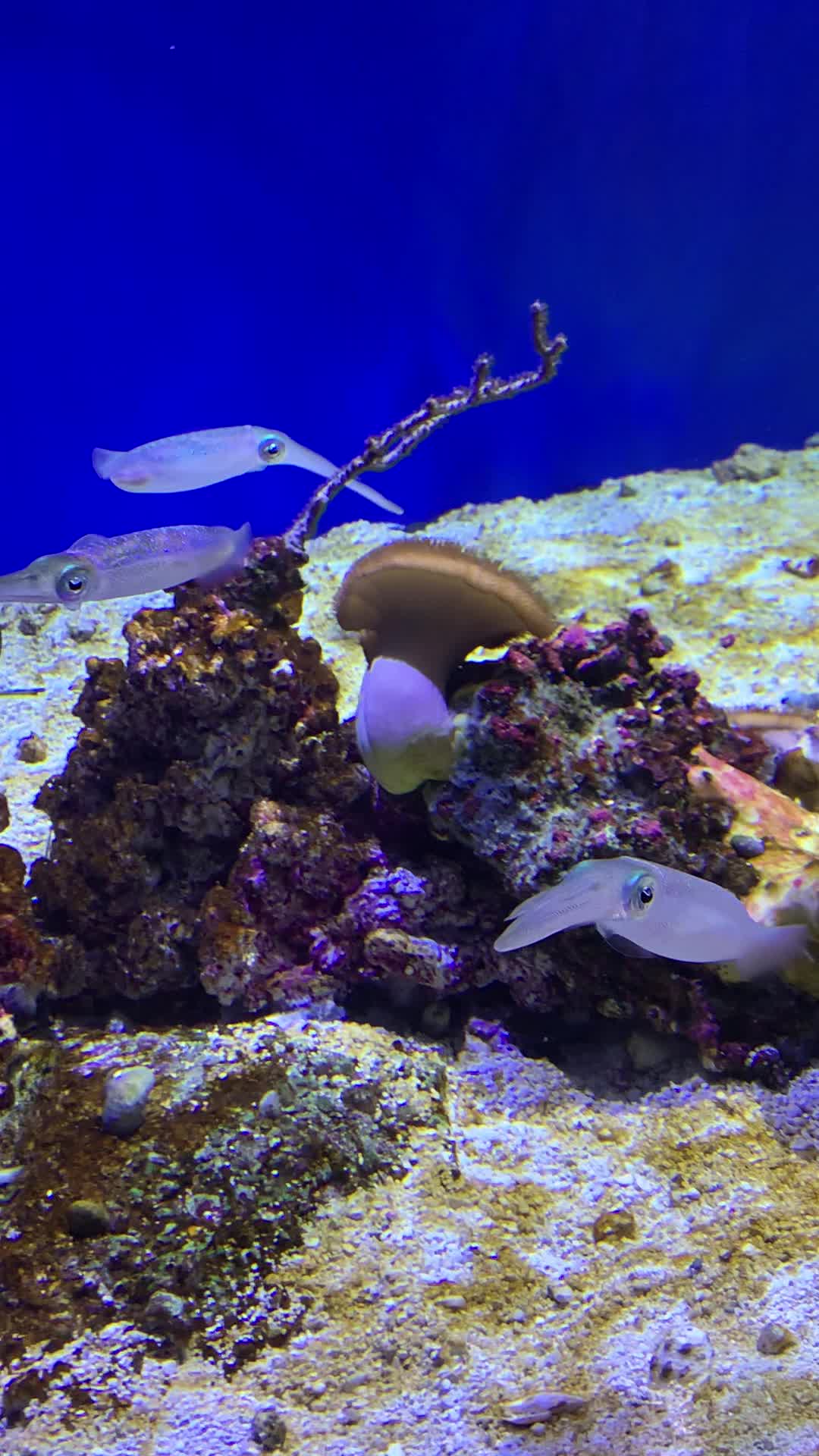 Monterey Bay Aquarium