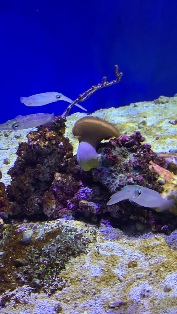 Monterey Bay Aquarium