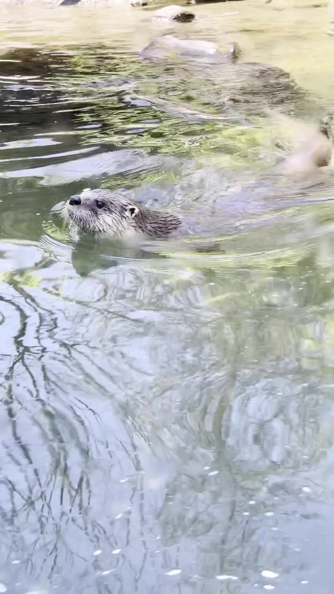 Buffalo Zoo