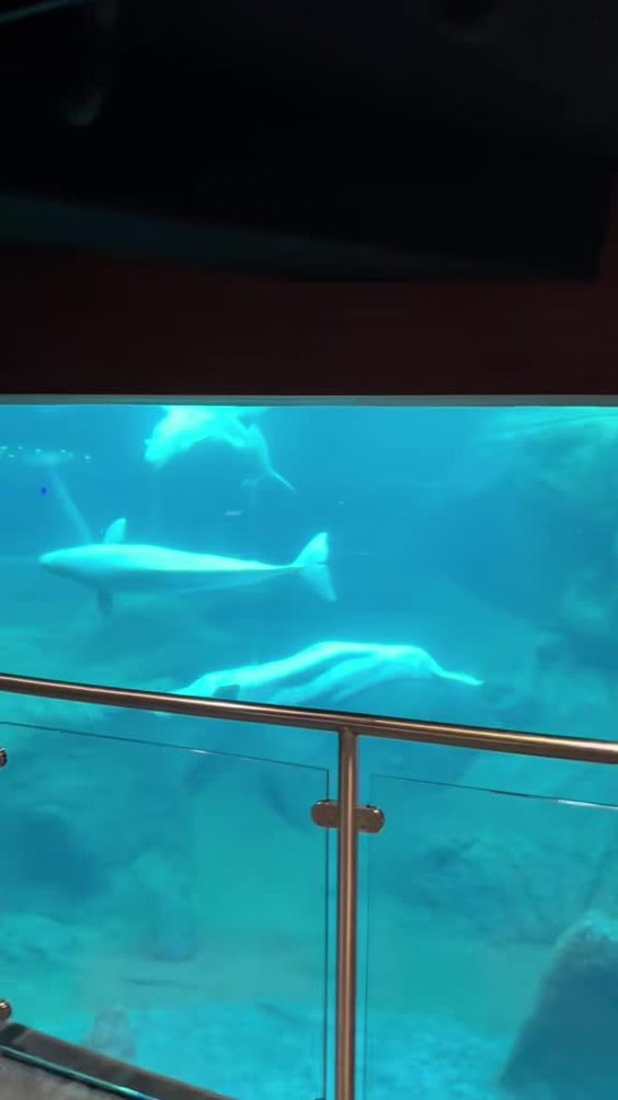 Georgia Aquarium
