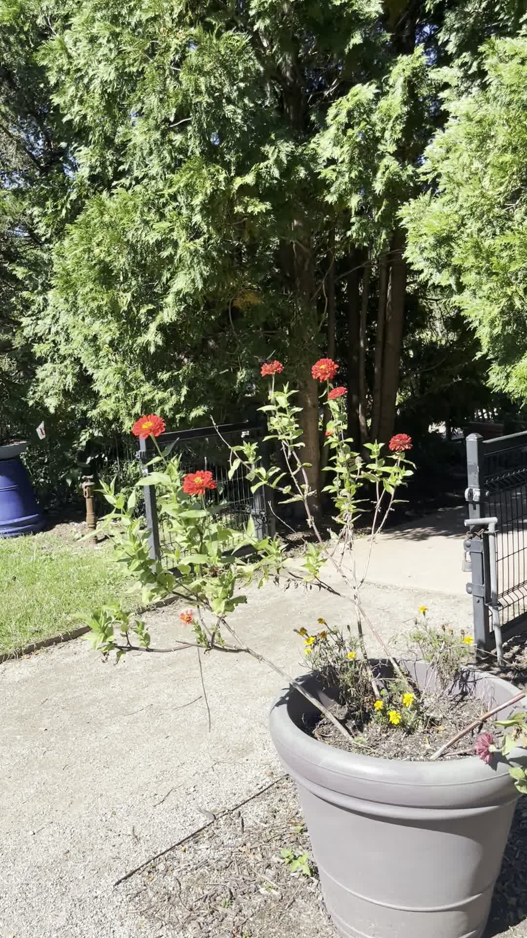 Video review of Wegerzyn Gardens MetroPark