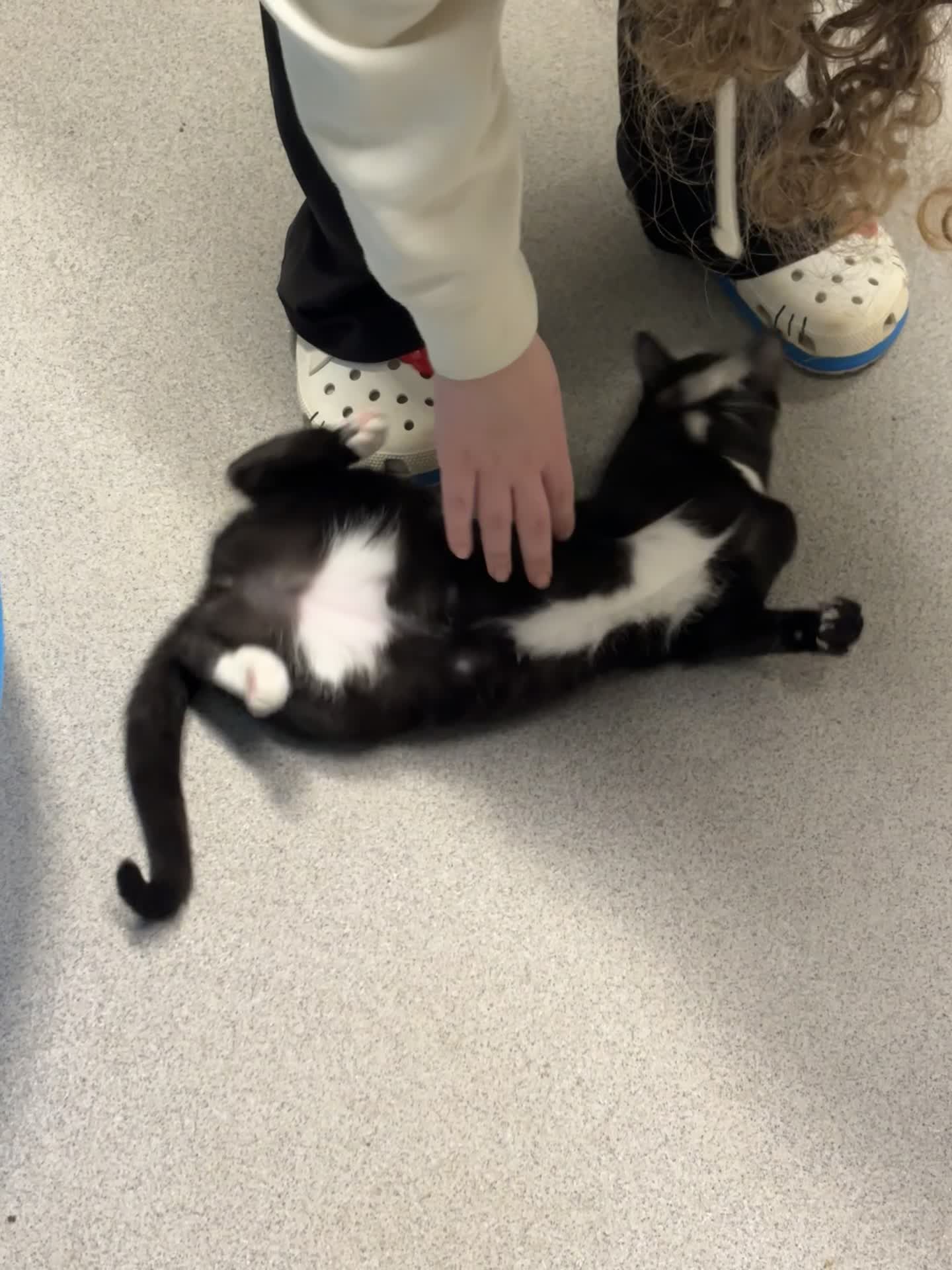 Gwinnett Animal Shelter