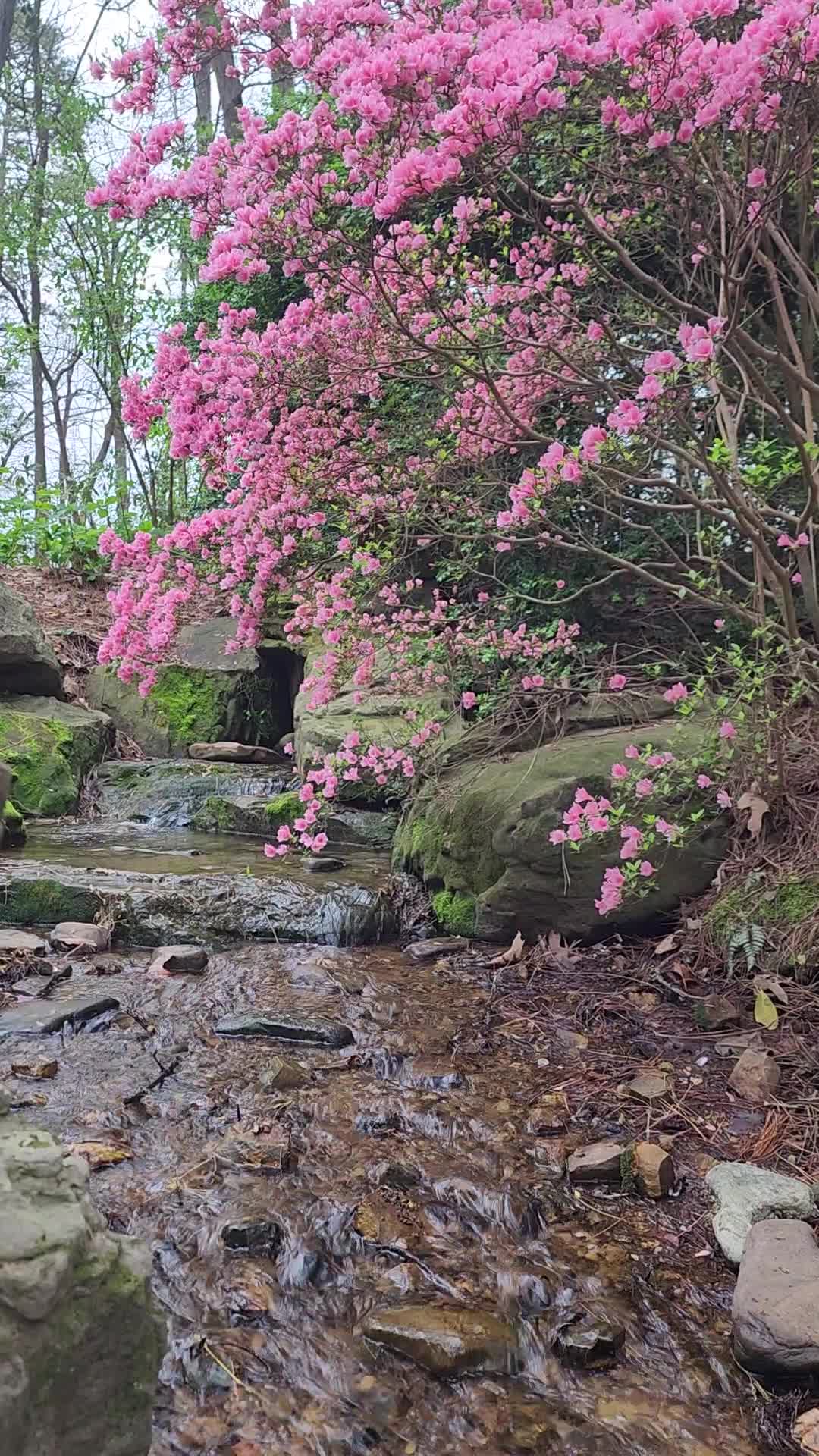 Garvan Woodland Gardens