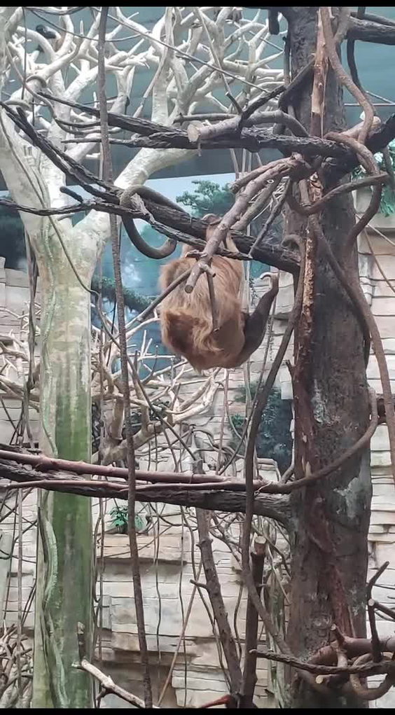 Brookfield Zoo