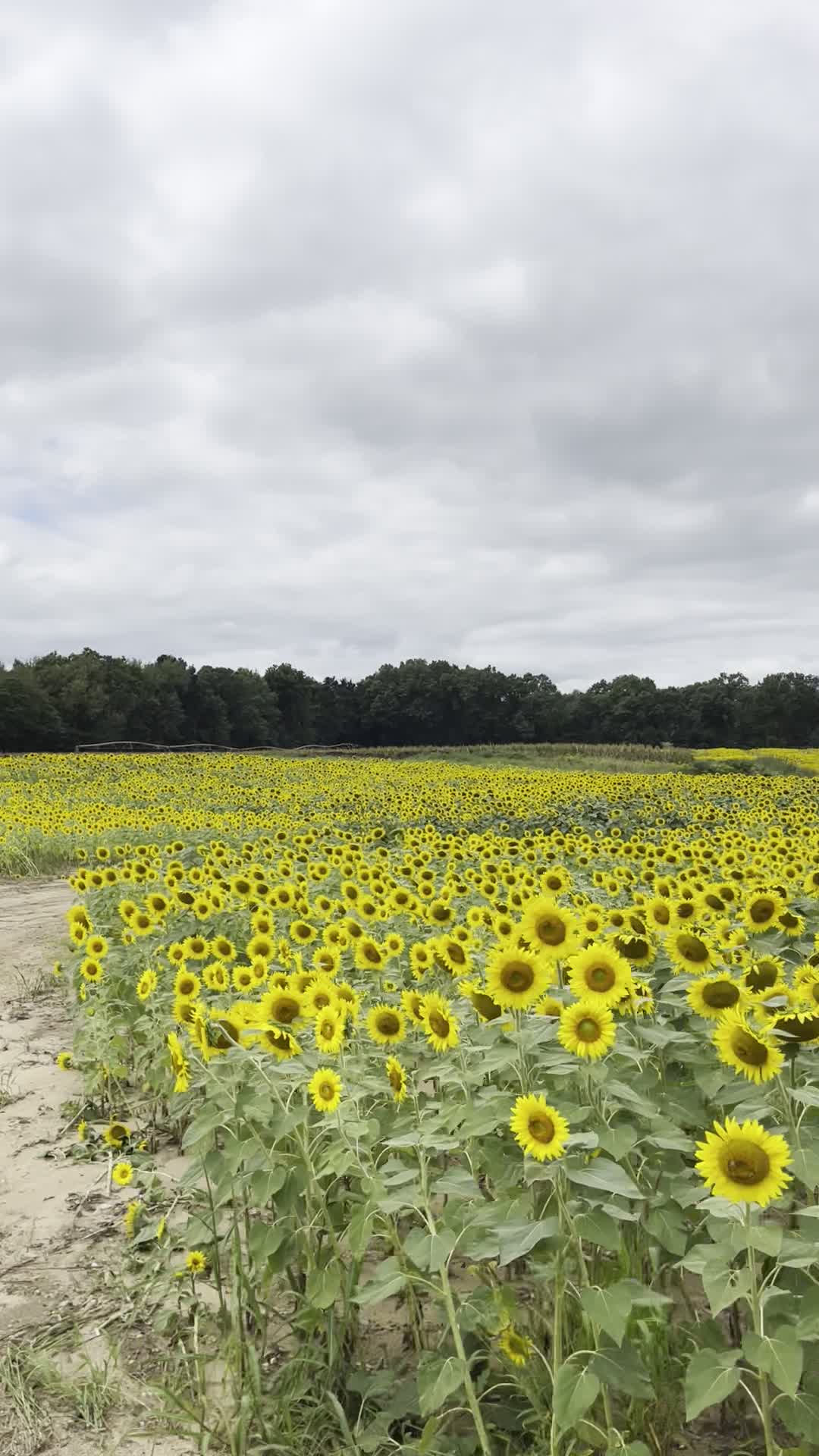 Drive thru sunflower field centreville michigan