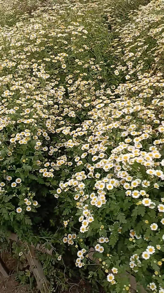 Northern Blossom Flower Farm