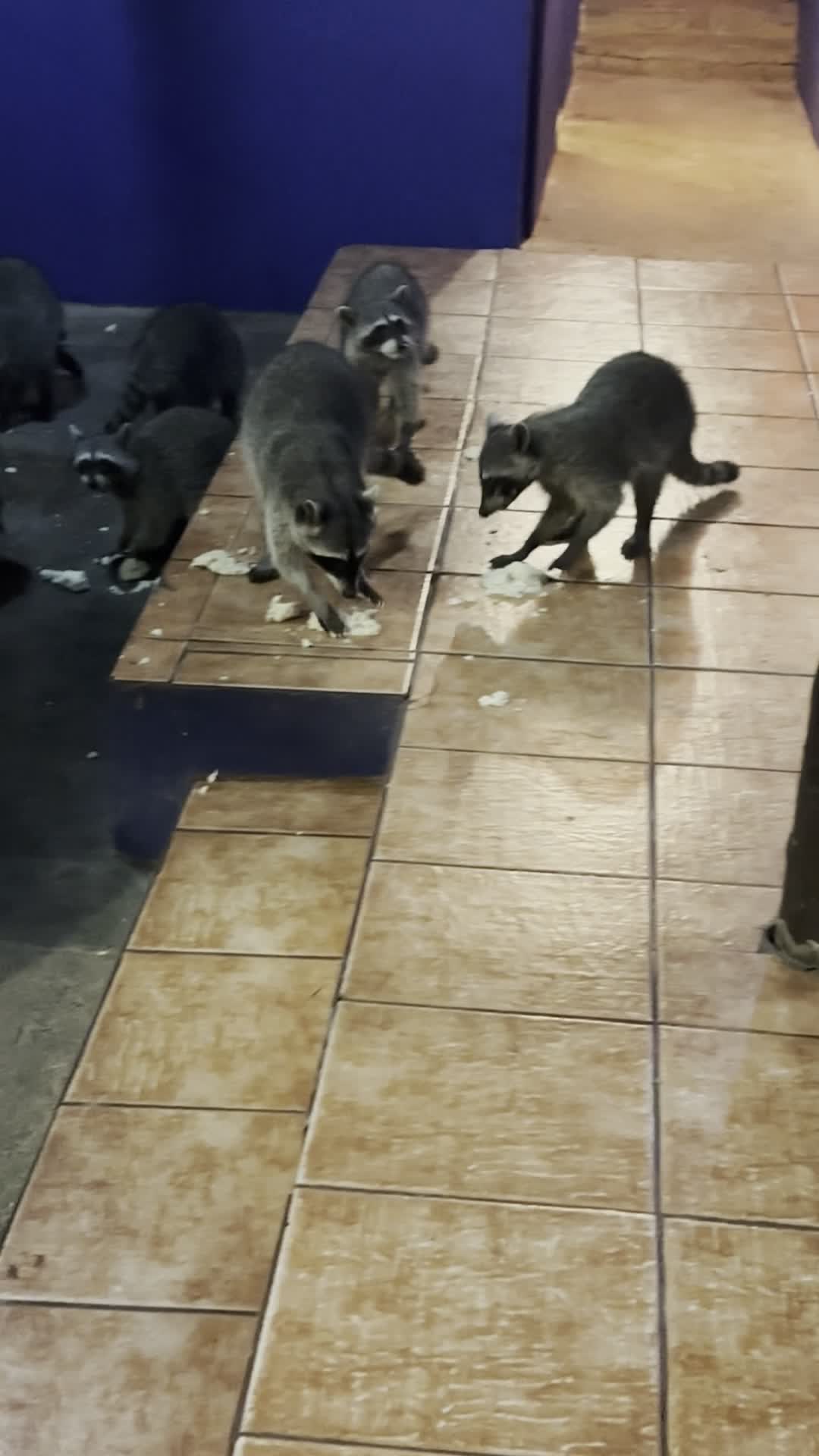 Taqueria los mapaches