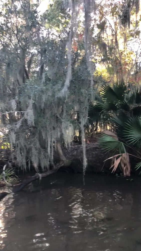 Swamp Tours New Orleans