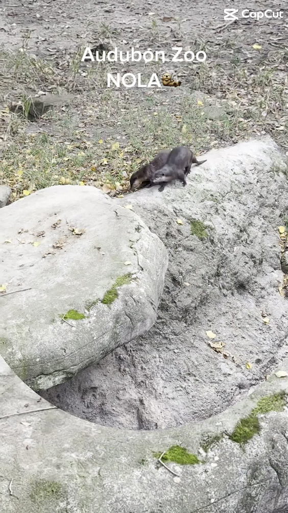 Audubon Zoo