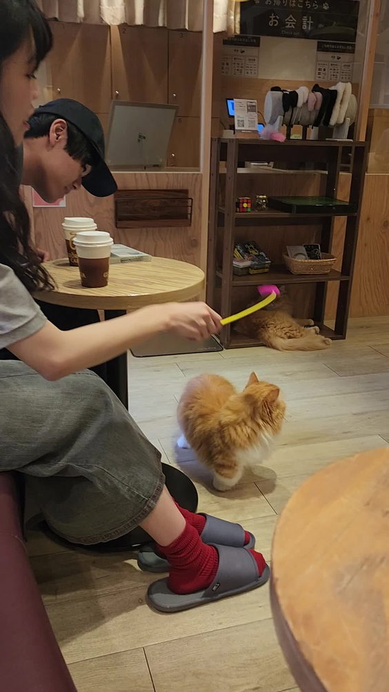 猫カフェ MOCHA
