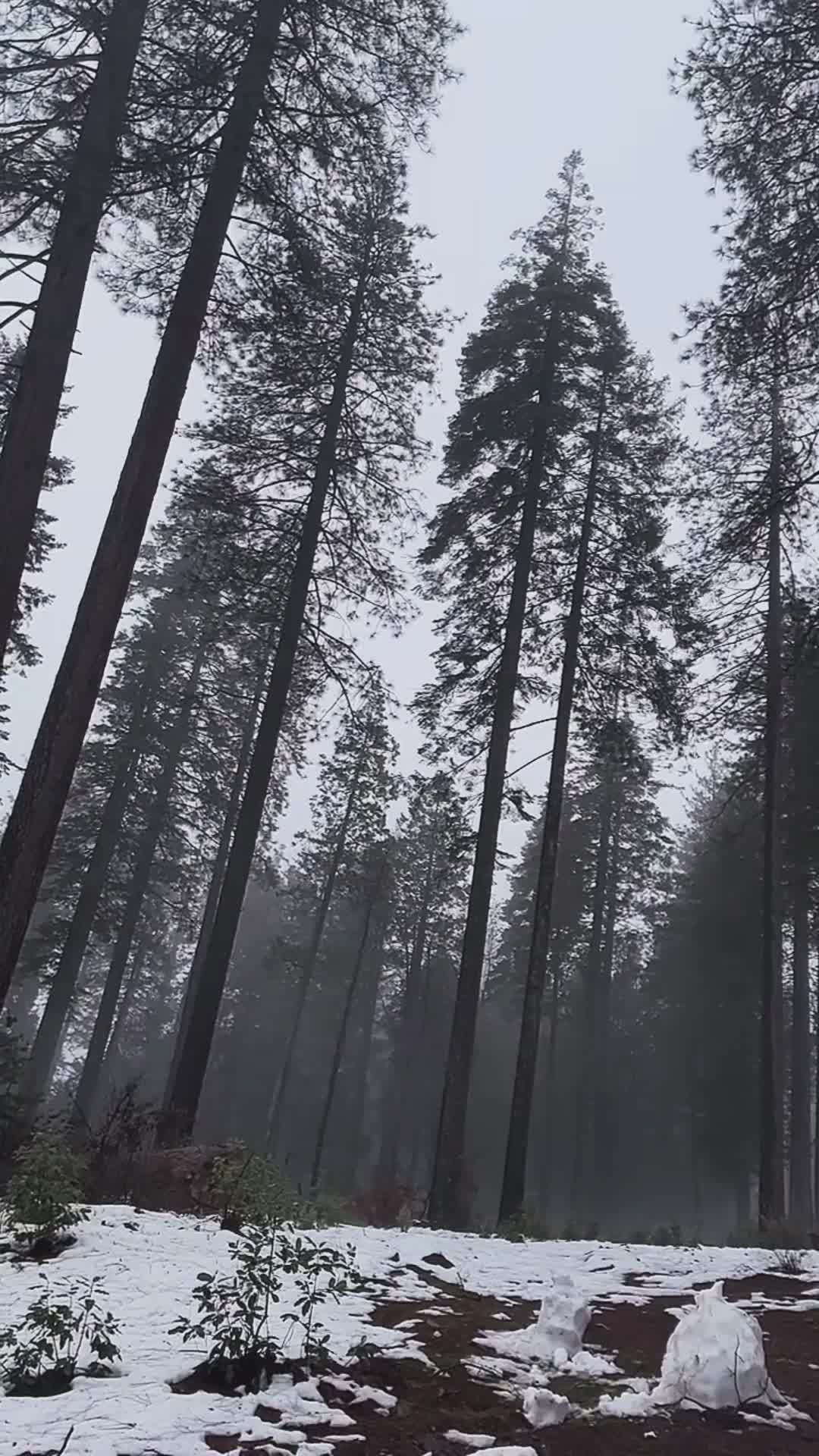 Foggy Mountain Music