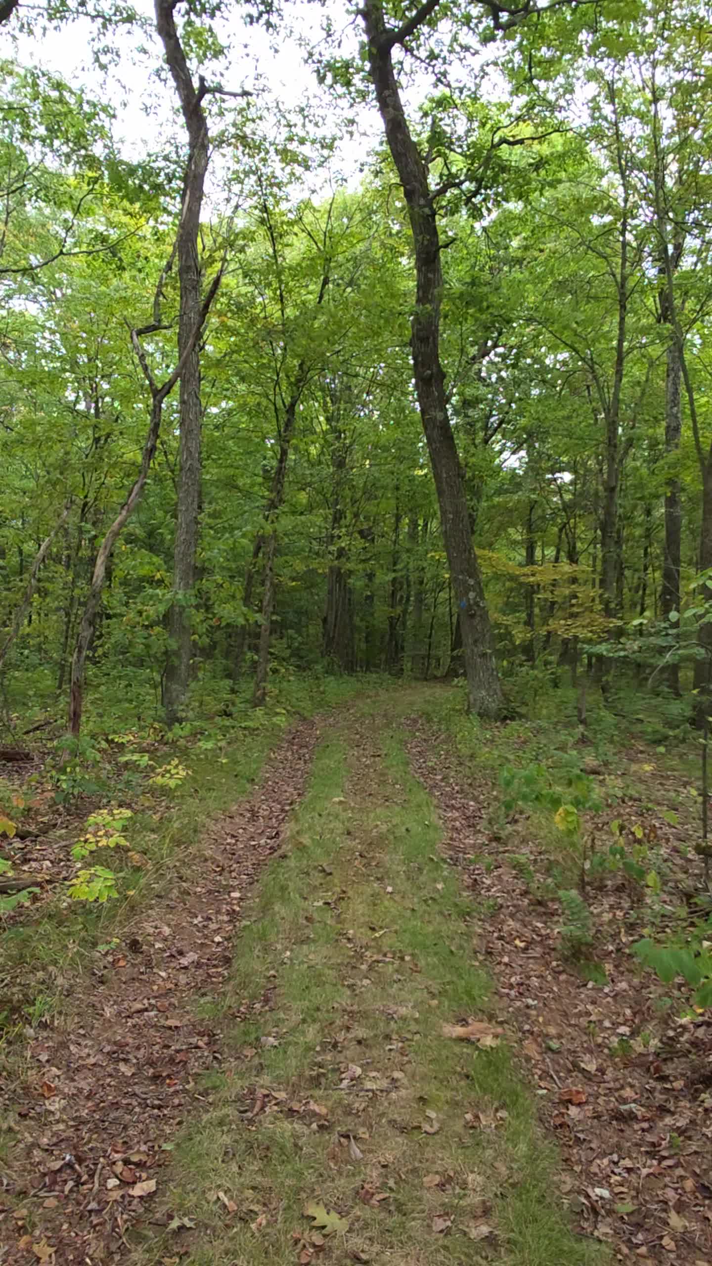 Pettus Hill Preserve