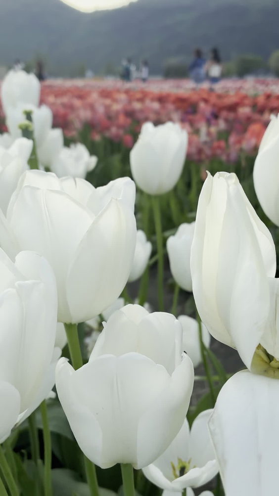 Lakeland Flowers