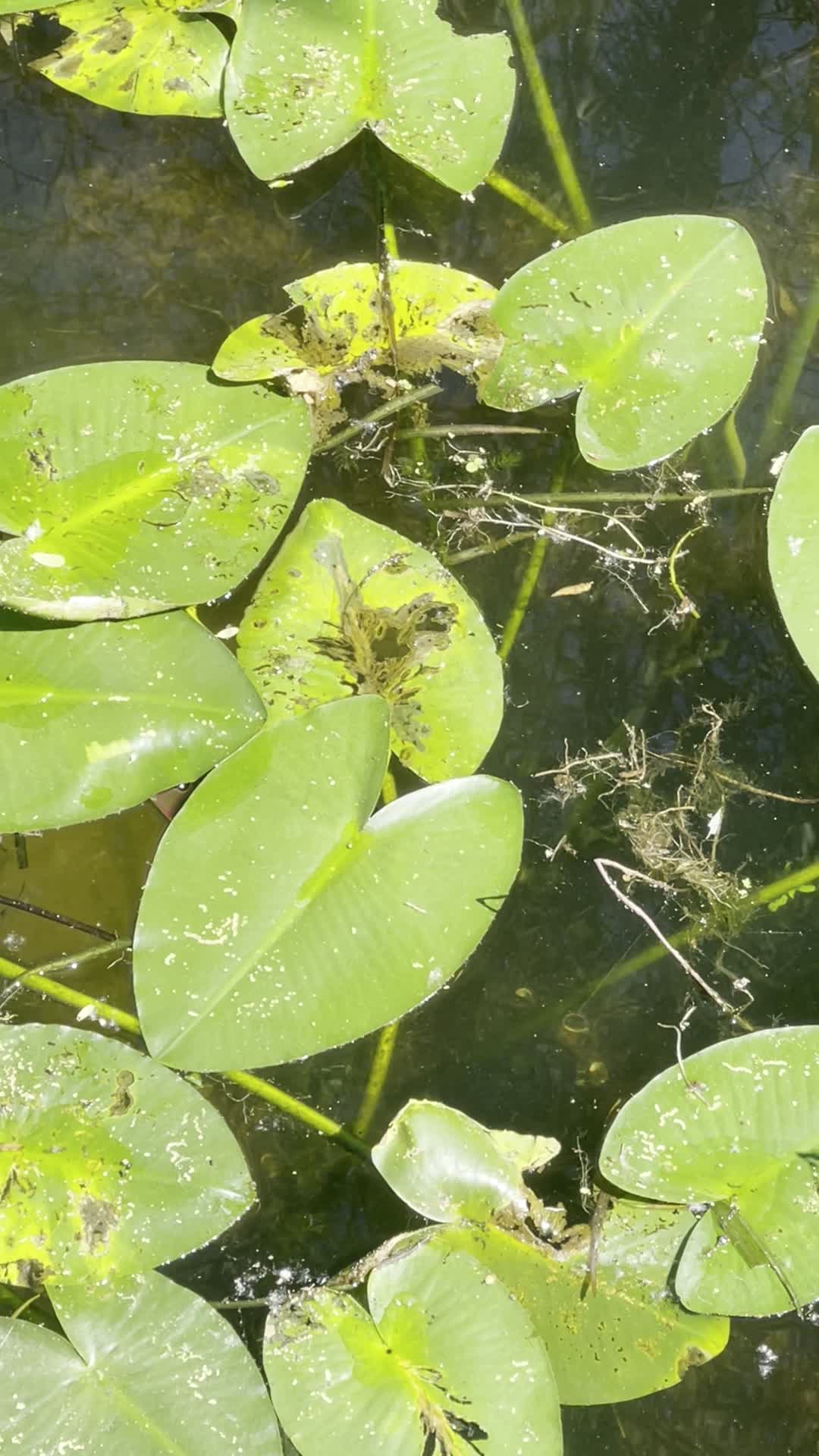 City Moment · Maitland