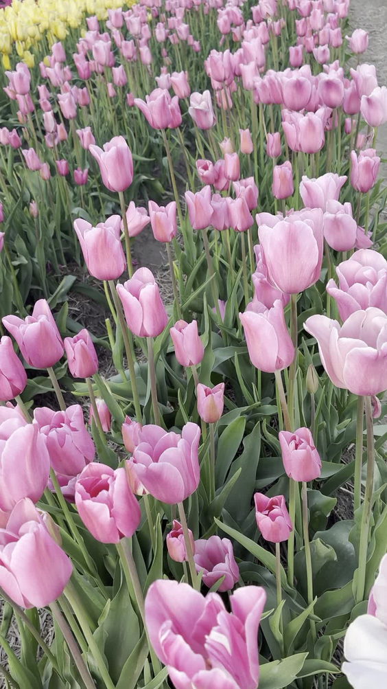 Lakeland Flowers