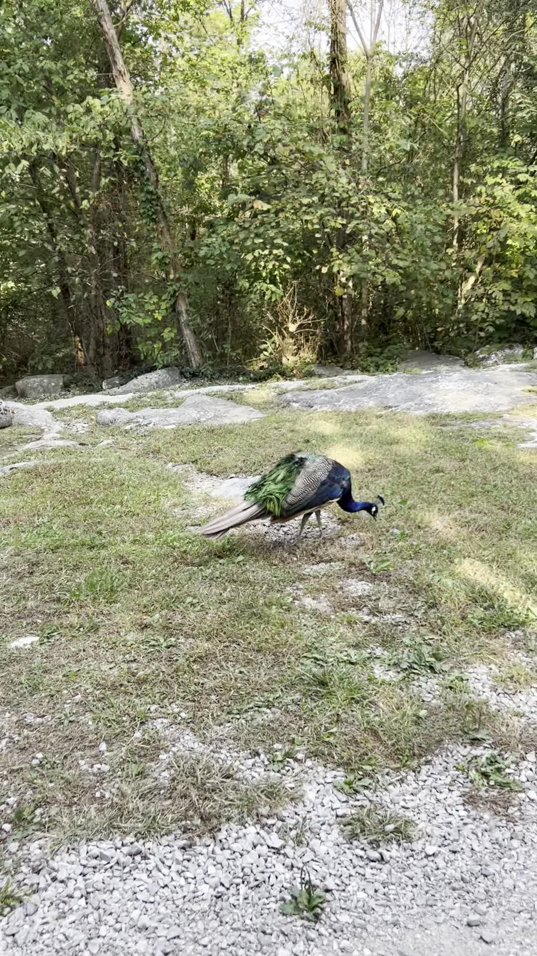 Kentucky Down Under