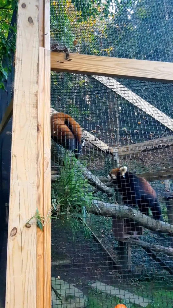 Ross Park Zoo