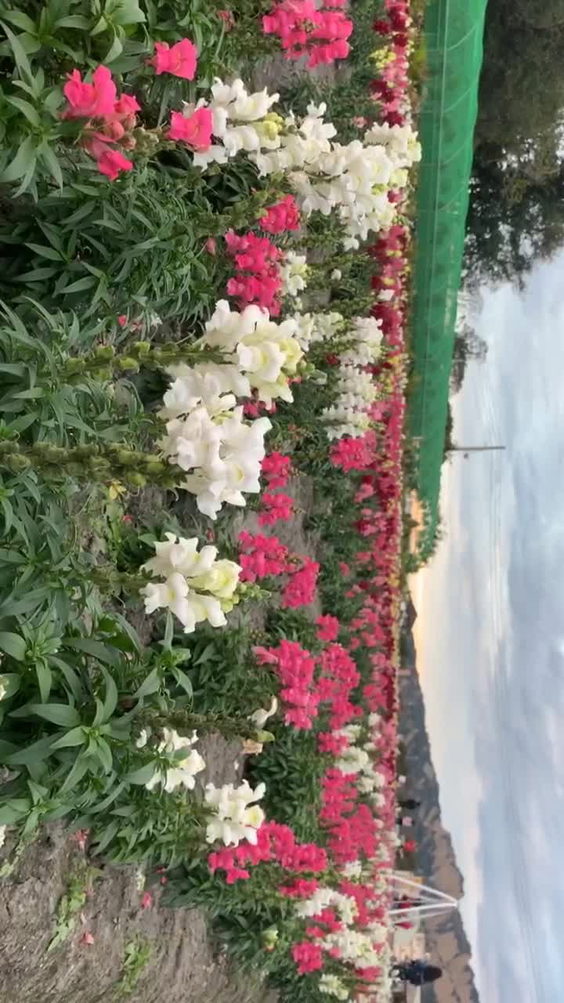 中社觀光花市