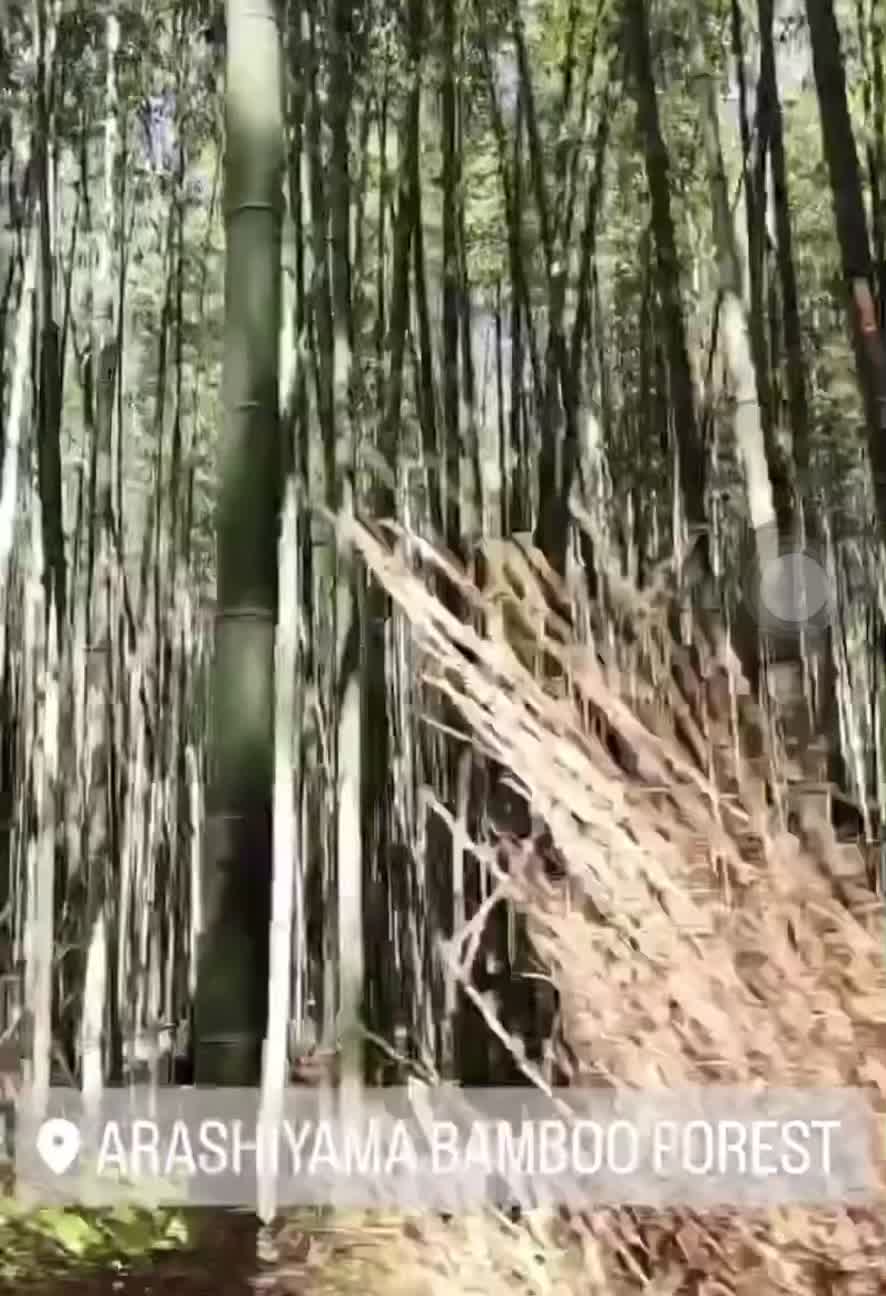 Arashiyama Bamboo Forest
