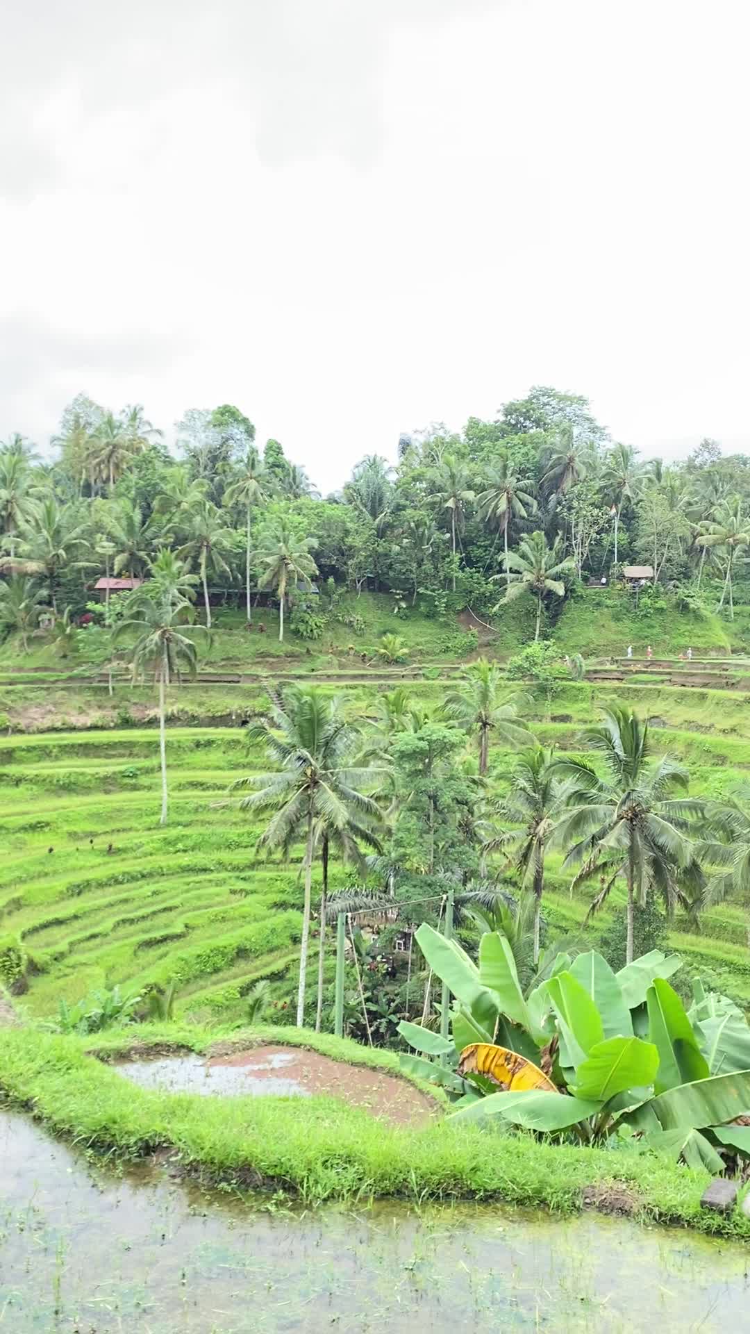 Satria Coffee Plantation