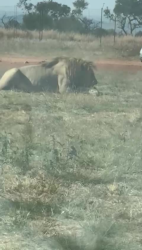 Lion & Safari Park