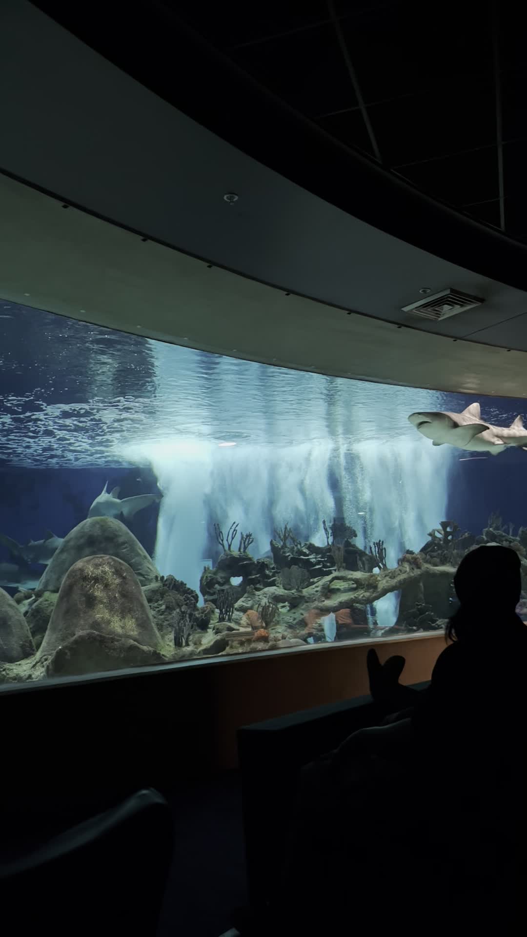 OdySea Aquarium
