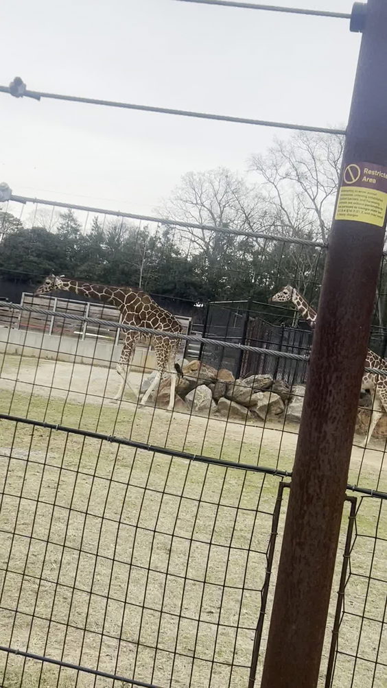 Giraffe Exhibit