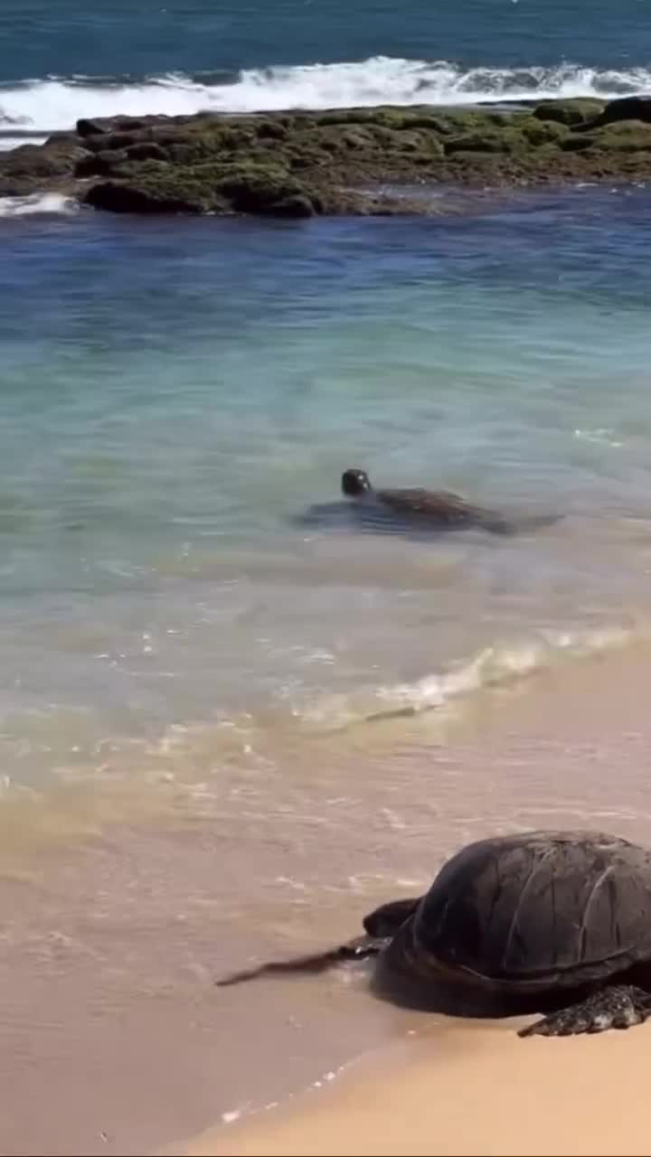 Video review of Baldwin Beach Park