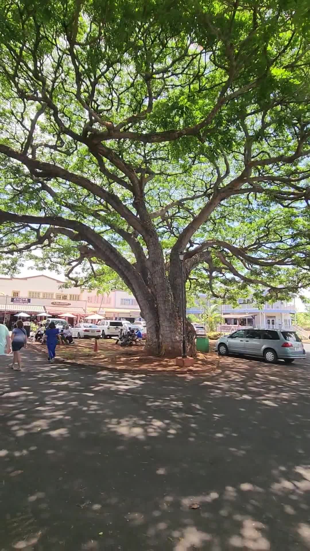 Haleiwa Town Center