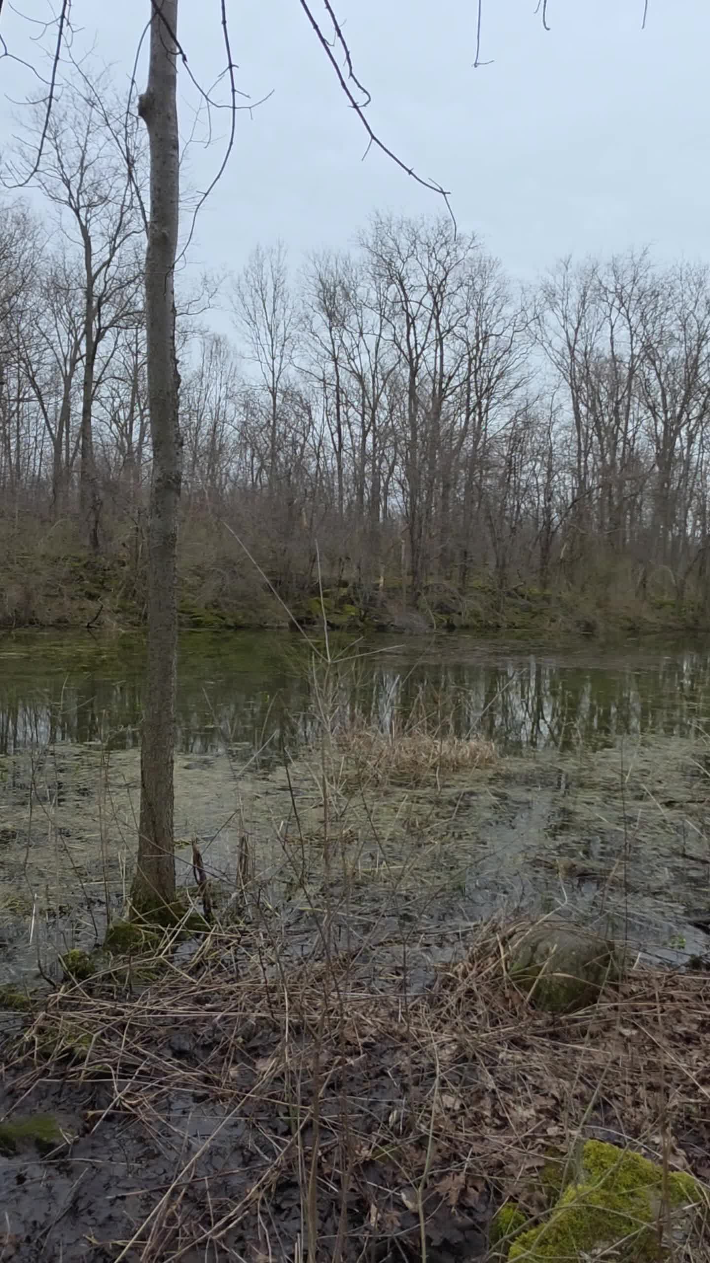 Three Falls Woods